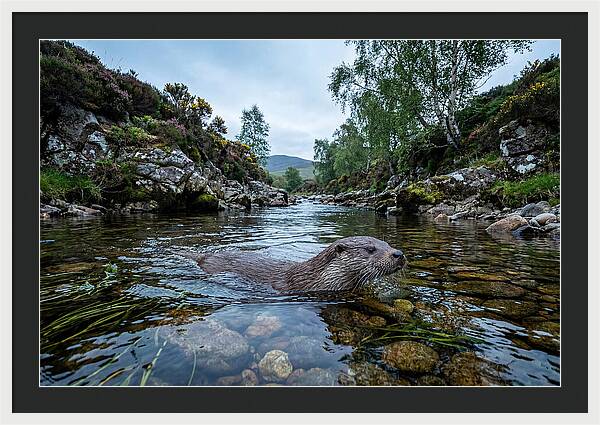 Eurasian Otter Swimming In Scotland