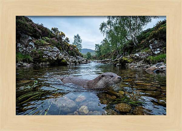 Eurasian Otter Swimming In Scotland