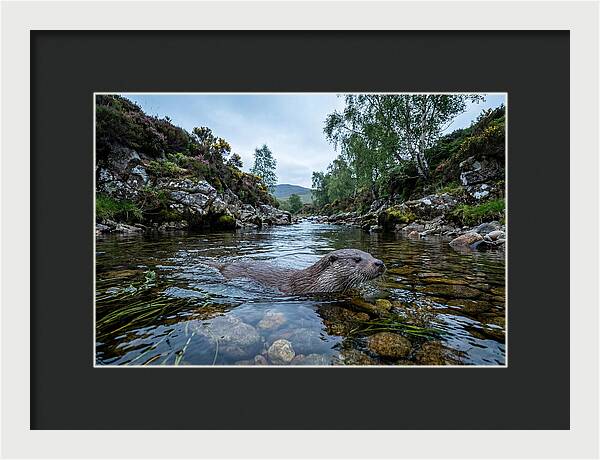 Eurasian Otter Swimming In Scotland