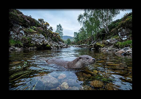 Eurasian Otter Swimming In Scotland