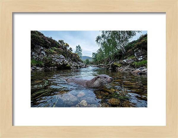 Eurasian Otter Swimming In Scotland