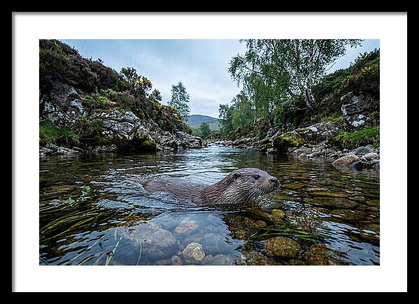 Eurasian Otter Swimming In Scotland