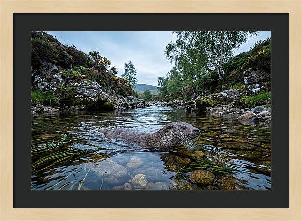 Eurasian Otter Swimming In Scotland