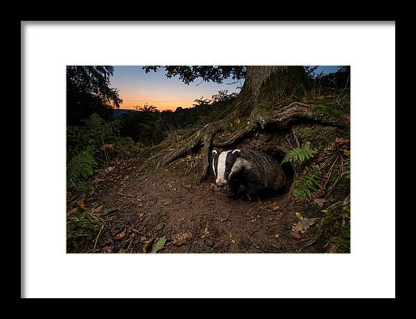 European Badger Emerging At Dusk