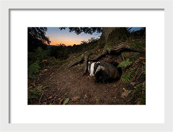 European Badger Emerging At Dusk