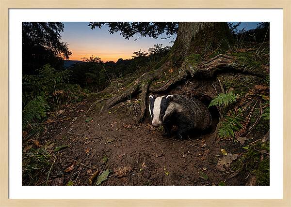 European Badger Emerging At Dusk