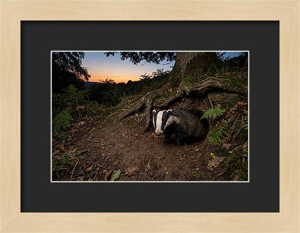 European Badger Emerging At Dusk
