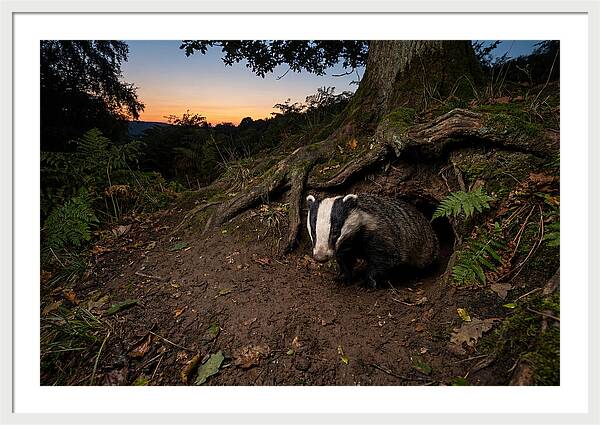 European Badger Emerging At Dusk