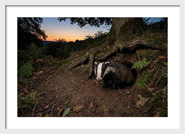 European Badger Emerging At Dusk