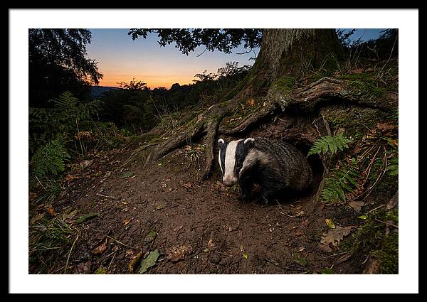 European Badger Emerging At Dusk