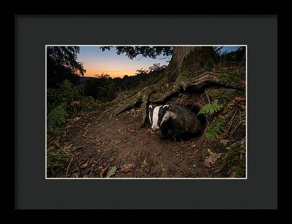 European Badger Emerging At Dusk