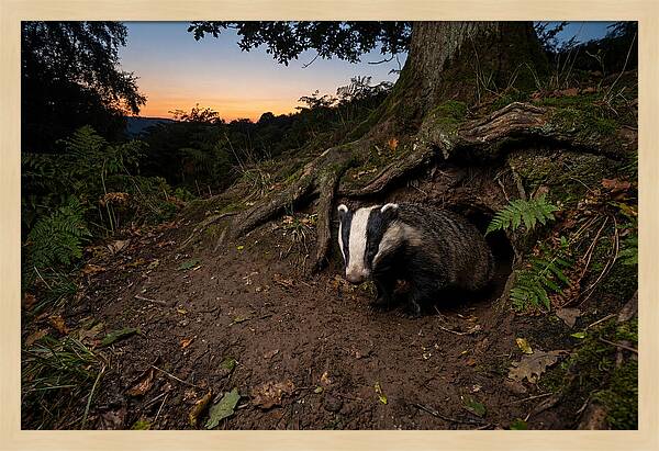European Badger Emerging At Dusk