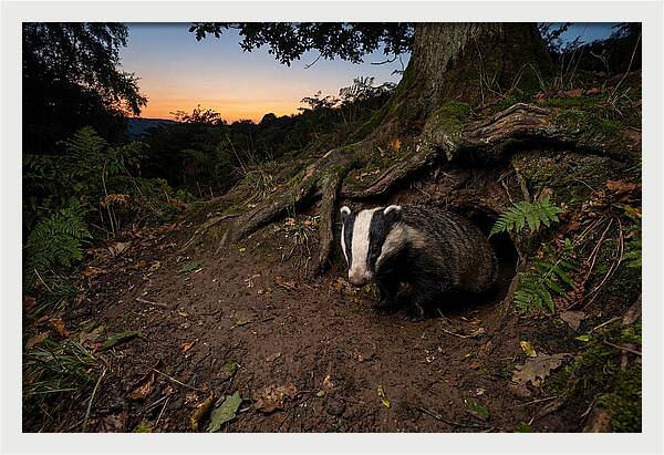 European Badger Emerging At Dusk