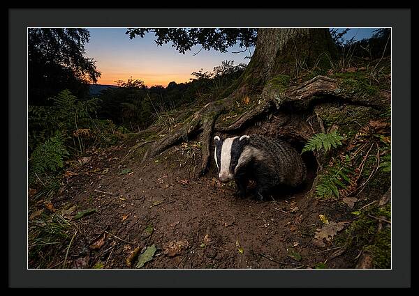 European Badger Emerging At Dusk