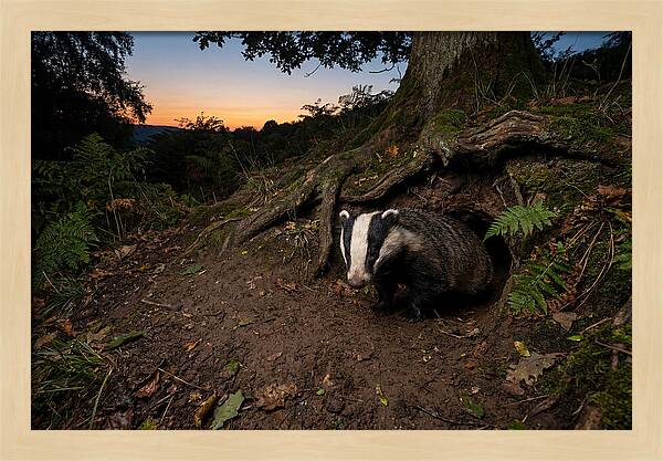 European Badger Emerging At Dusk