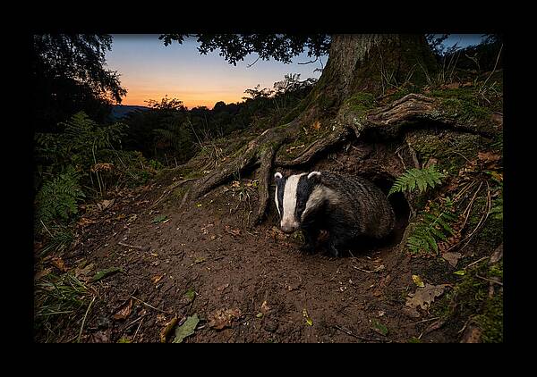 European Badger Emerging At Dusk