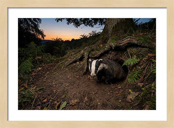 European Badger Emerging At Dusk