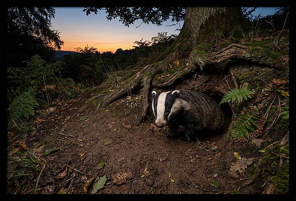 European Badger Emerging At Dusk