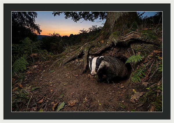 European Badger Emerging At Dusk