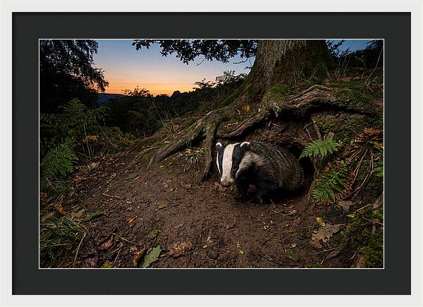 European Badger Emerging At Dusk