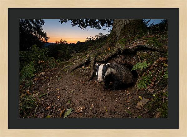 European Badger Emerging At Dusk