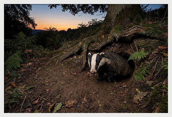 European Badger Emerging At Dusk