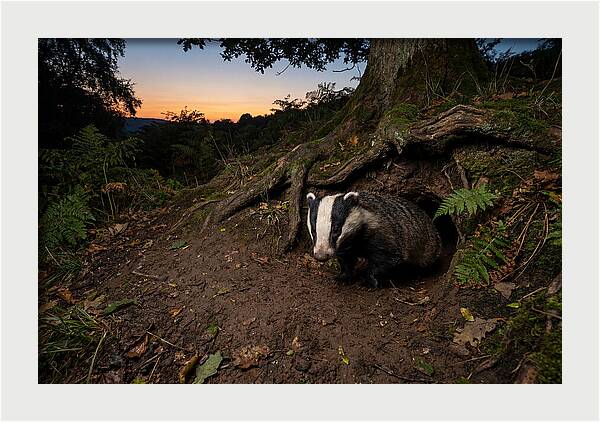European Badger Emerging At Dusk