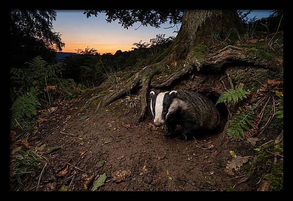 European Badger Emerging At Dusk