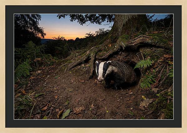 European Badger Emerging At Dusk