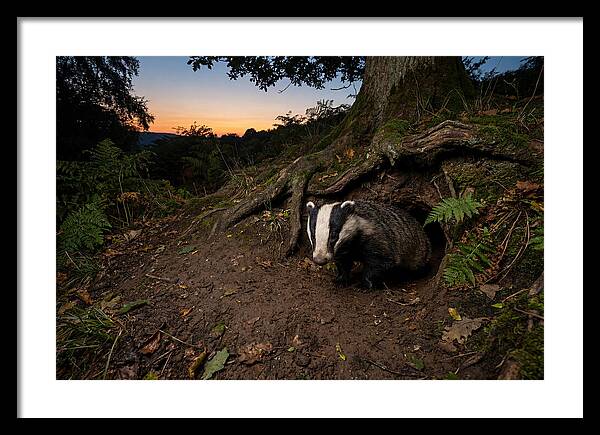 European Badger Emerging At Dusk