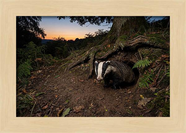 European Badger Emerging At Dusk