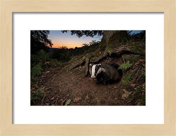 European Badger Emerging At Dusk