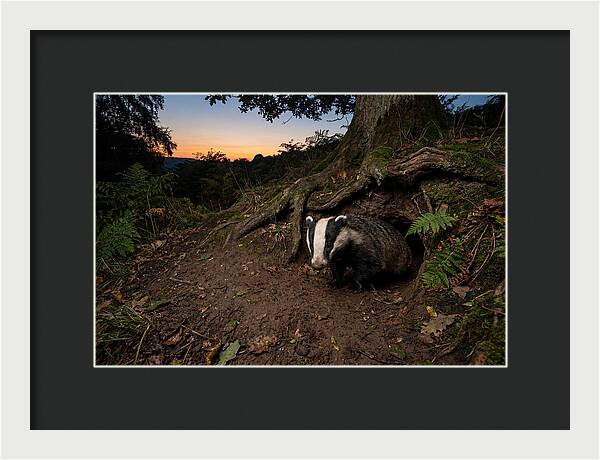European Badger Emerging At Dusk