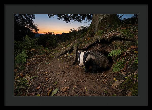 European Badger Emerging At Dusk