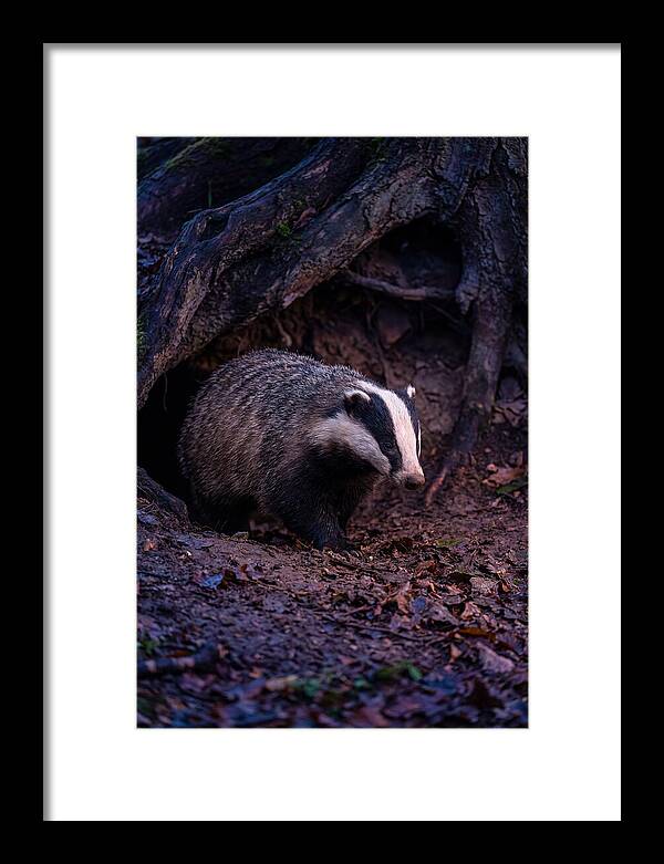 European Badger Emerging From Sett