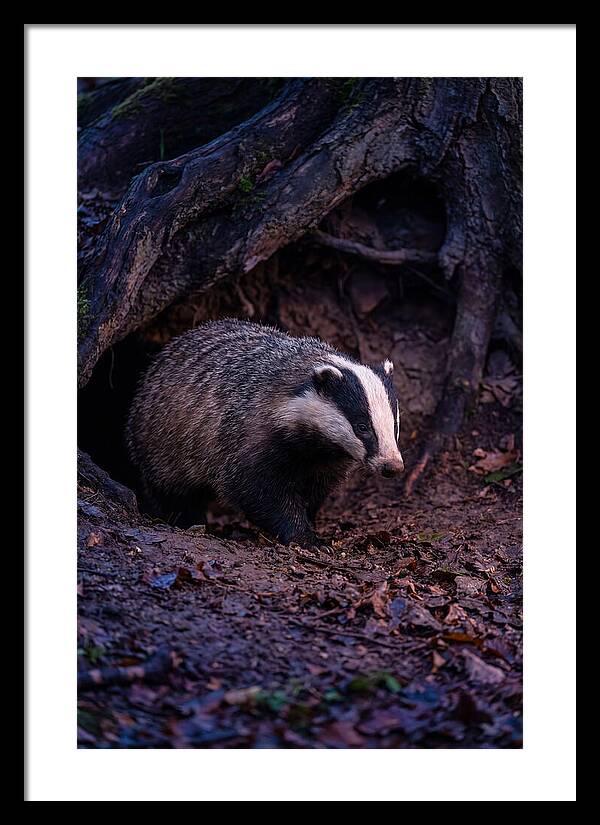 European Badger Emerging From Sett