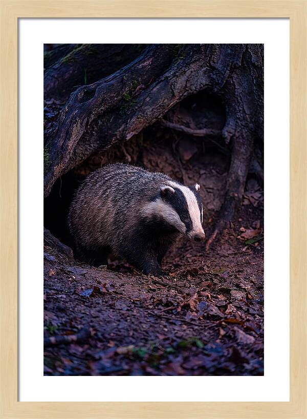European Badger Emerging From Sett