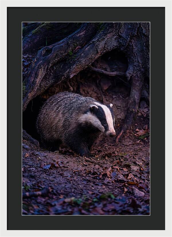 European Badger Emerging From Sett