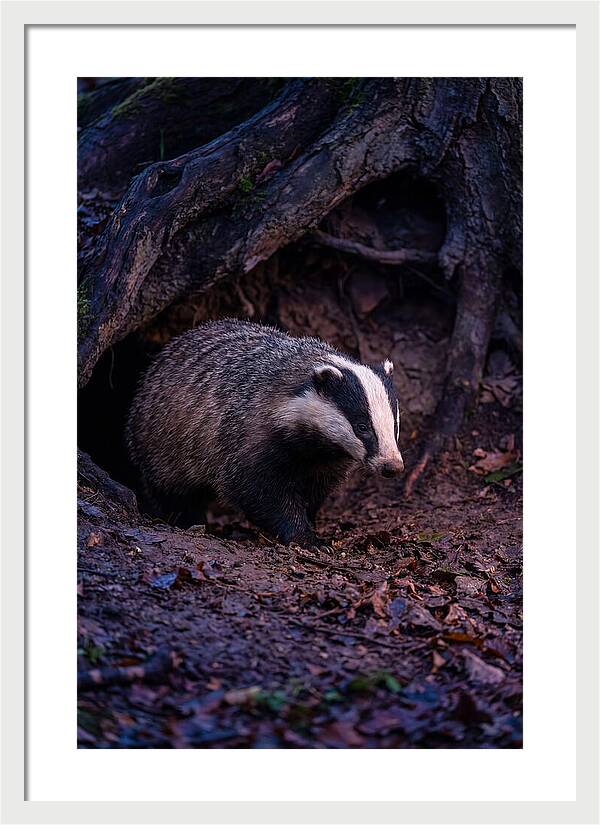 European Badger Emerging From Sett