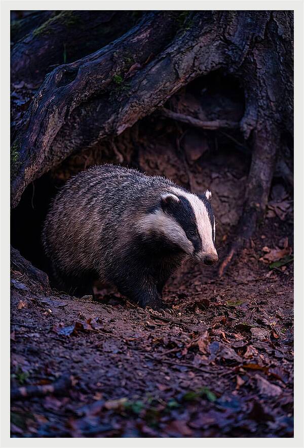 European Badger Emerging From Sett