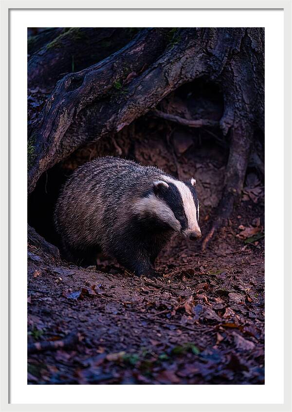 European Badger Emerging From Sett