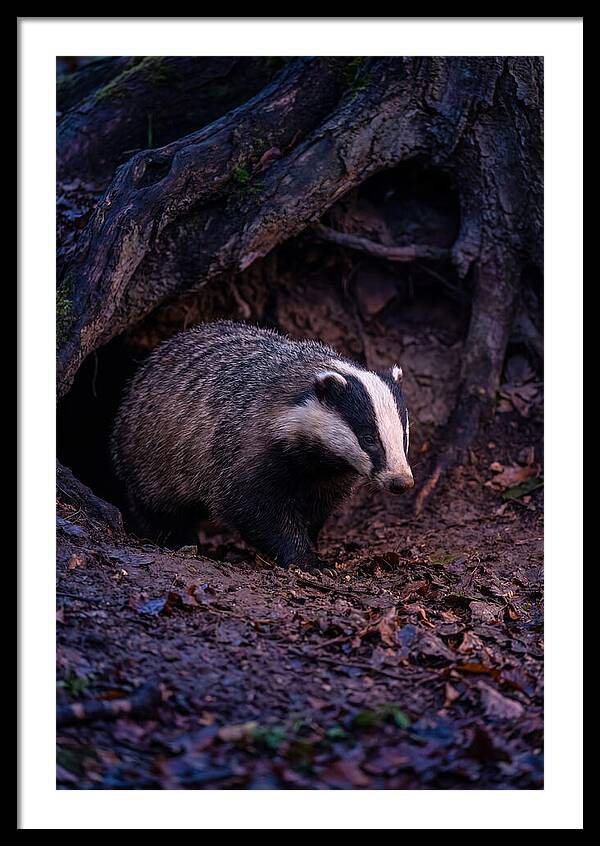 Animal Photography