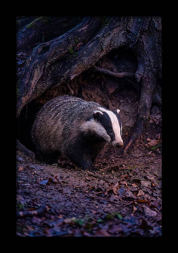 European Badger Emerging From Sett