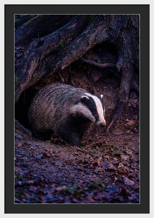 European Badger Emerging From Sett