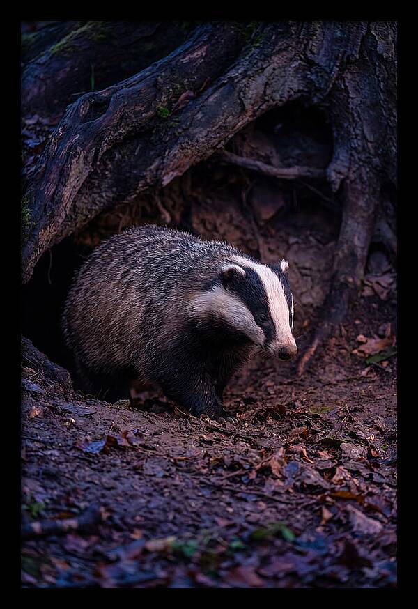 European Badger Emerging From Sett