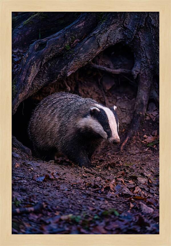 European Badger Emerging From Sett