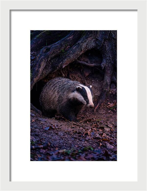 European Badger Emerging From Sett
