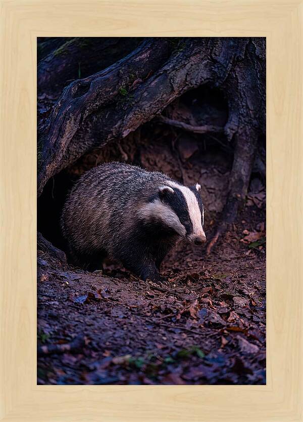European Badger Emerging From Sett
