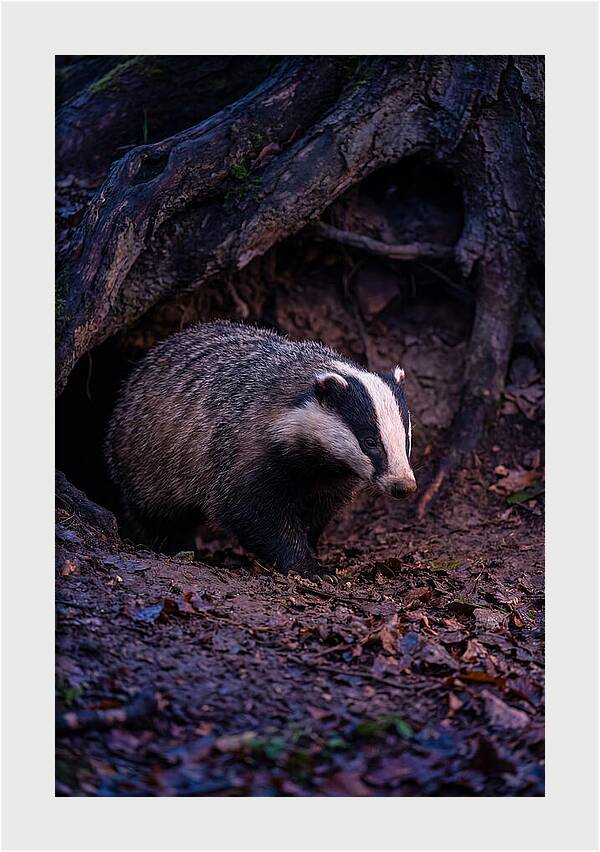 European Badger Emerging From Sett