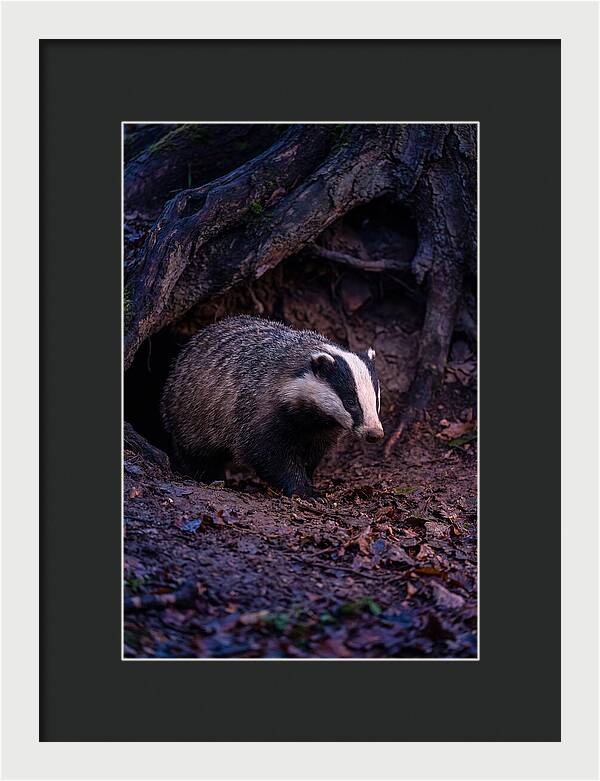 European Badger Emerging From Sett